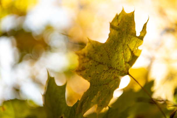close up view of golden maple foliage on tree branch in sunlight - Photo, Image