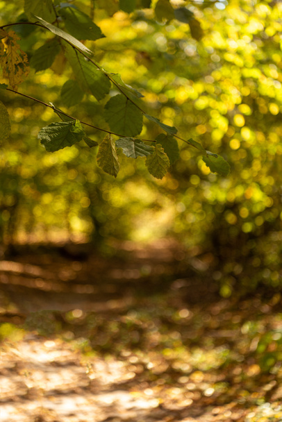 wybiórcze skupienie malowniczego lasu jesiennego ze złotymi liśćmi i ścieżką w świetle słonecznym - Zdjęcie, obraz