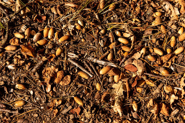 top view of dry leaves, branches and acorns on ground in autumnal forest in sunlight - Fotó, kép