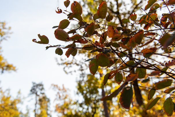 Gündüz vakti ağaç dalındaki altın yaprağın görüntüsünü kapat - Fotoğraf, Görsel