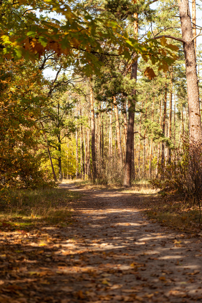 kaunis syksyinen metsä kultainen lehtineen ja polku auringonvalossa
 - Valokuva, kuva