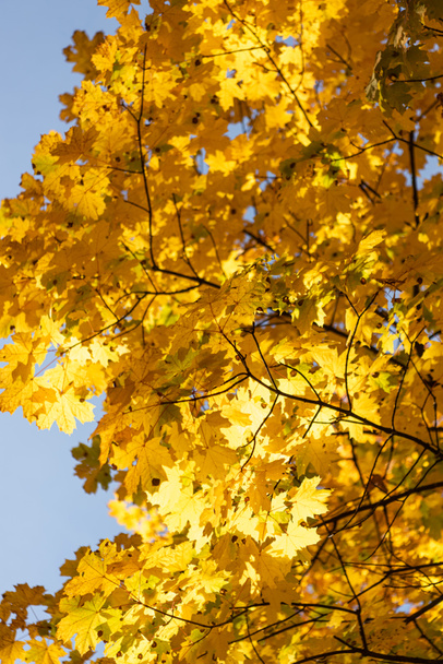 zbliżenie widok jesiennego drzewa ze złotymi liśćmi na tle błękitnego nieba - Zdjęcie, obraz