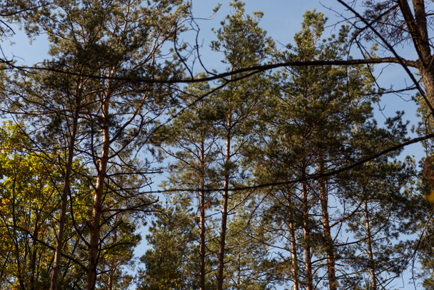 low angle view of picturesque forest with green tall pines in sunlight - Photo, Image