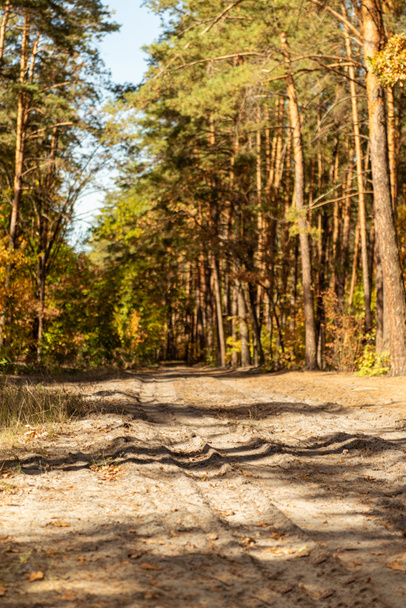 scenografica foresta autunnale con fogliame dorato e sentiero alla luce del sole
 - Foto, immagini