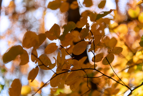close up view of autumnal golden foliage - 写真・画像