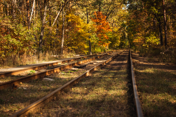 chemin de fer dans la forêt automnale avec feuillage doré au soleil
 - Photo, image
