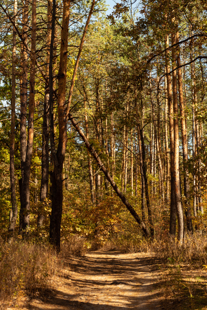 malerischer herbstlicher Wald mit Holzstämmen und Pfad im Sonnenlicht - Foto, Bild