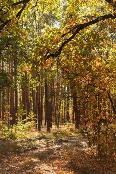 scenic autumnal forest with golden foliage and shining sun - Photo, Image