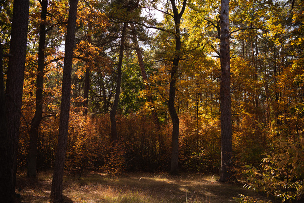 scenic autumnal forest with trees in sunlight - Photo, Image