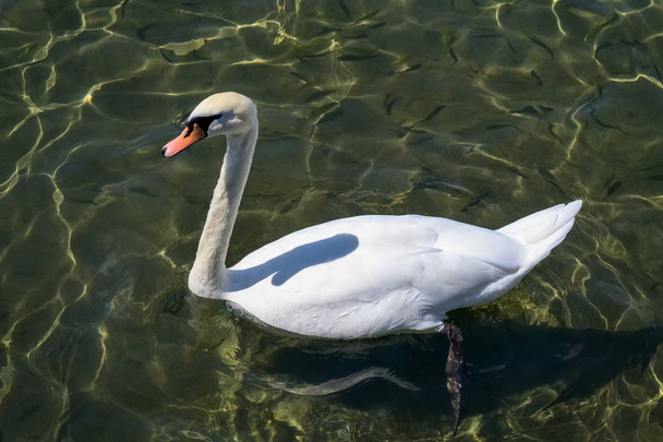 Cisne branco bonito
 - Foto, Imagem