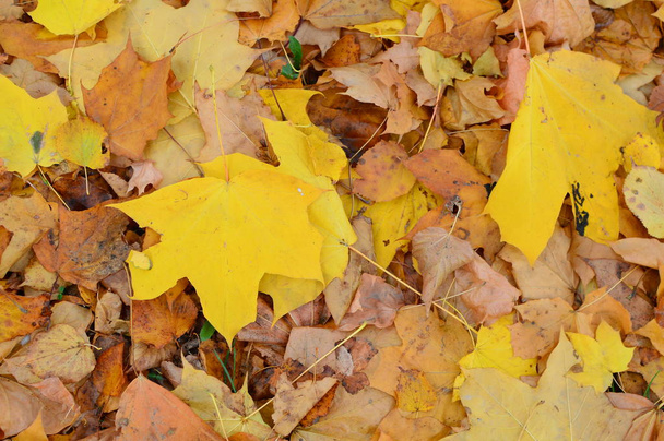 podzimní listy, podzimní zázemí - Fotografie, Obrázek
