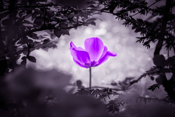 Фиолетовый тюльпан душа в черно-белом для мира исцелить надежду
 - Фото, изображение