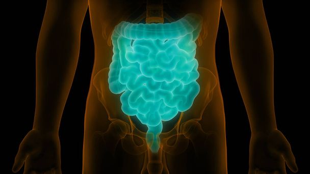 Ilustração 3D do intestino grande e pequeno
 - Foto, Imagem