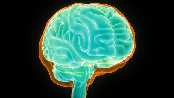 3d Εικονογράφηση του κεντρικού οργάνου του ανθρώπινου νευρικού συστήματος Λόμπες εγκεφάλου Ανατομία - Φωτογραφία, εικόνα