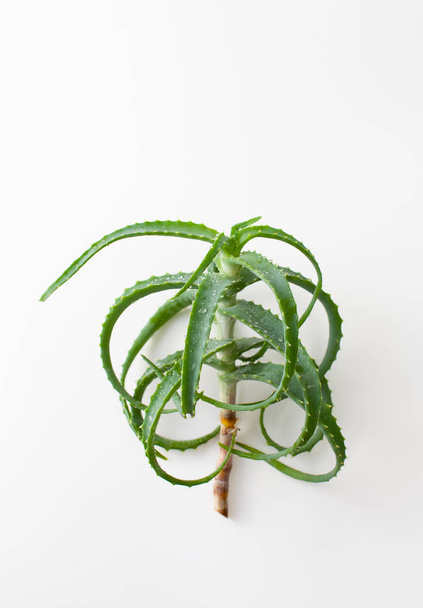 Aloe Vera cut fresh plant on white background - 写真・画像