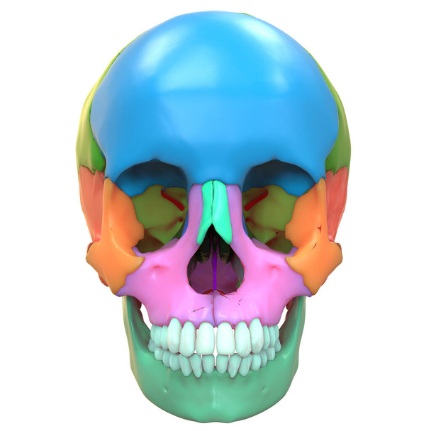 3d illusztráció az emberi csontváz rendszer Skull csont ízületek anatómia Anterior nézet - Fotó, kép