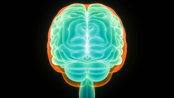 3d Illustratie van het Centraal Orgaan van het Menselijk Zenuwstelsel Hersenkwabben Anatomie - Foto, afbeelding
