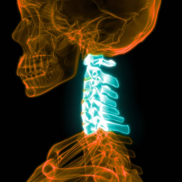 Ilustração 3D da medula espinhal humana
 - Foto, Imagem