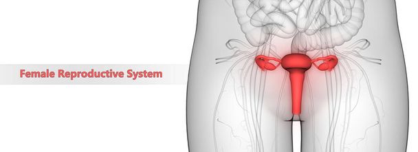 Ilustración 3D de la anatomía del sistema reproductivo femenino
 - Foto, Imagen