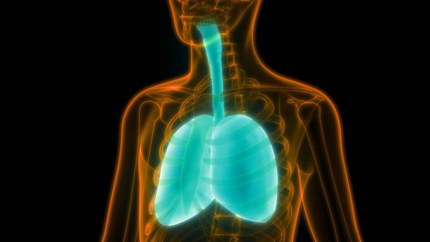 3D illustratie van menselijk lichaamsorganen (longen anatomie) - Foto, afbeelding