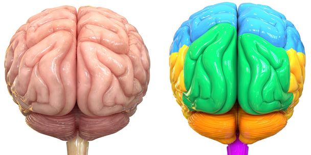 3d Illustratie van het Centraal Orgaan van het Menselijk Zenuwstelsel Hersenkwabben Anatomie - Foto, afbeelding