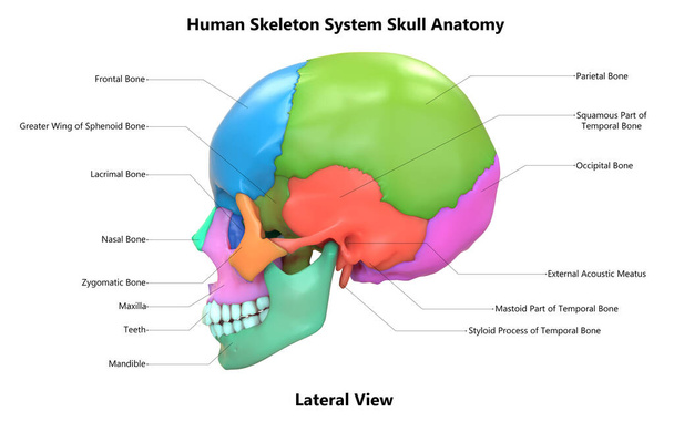 3d illusztráció az emberi csontváz rendszer Skull csontos ízületek anatómia Oldalsó nézet - Fotó, kép