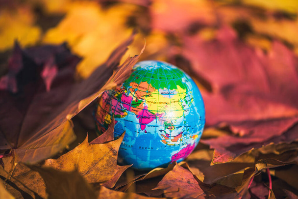 Close up of a small globe lies on colorful autumn maple leaves in the autumn forest. Concept. Selective focus. Russia, Europe, Asia, Africa. indian summer - Foto, imagen