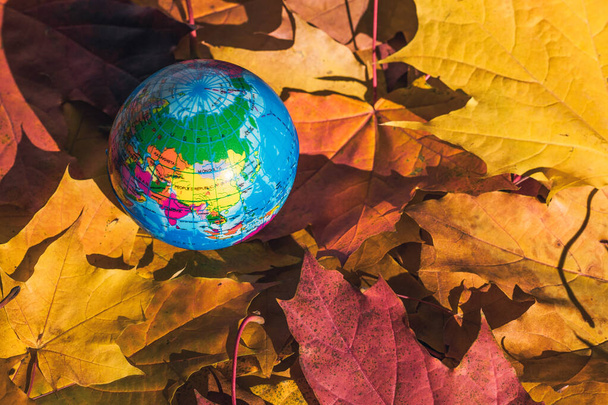 Close up of a small globe lies on colorful autumn maple leaves in the autumn forest. Concept. Selective focus. Russia, Europe, Asia, Africa. indian summer - Foto, Bild