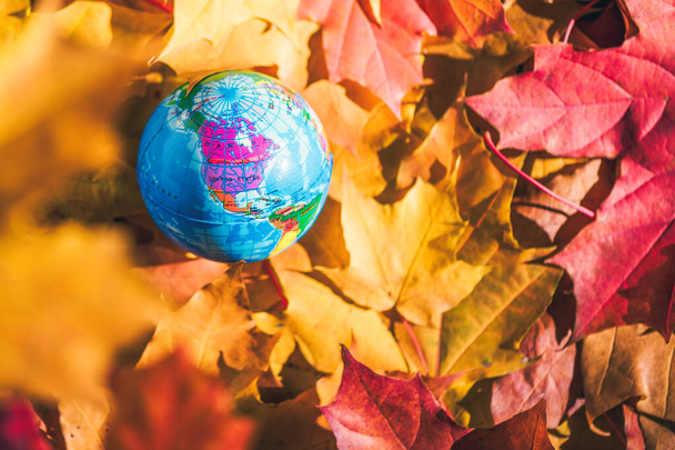 Close-up van een kleine wereldbol ligt op kleurrijke herfstesdoornbladeren in het herfstbos. Concept. Selectieve focus. - Foto, afbeelding