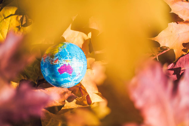 Close up of a small globe lies on colorful autumn maple leaves in the autumn forest. Concept. Selective focus. Australia. indian summer - Fotó, kép