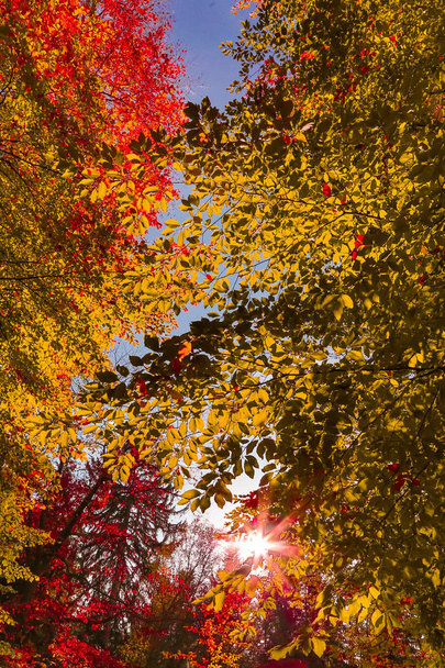pohled na podzimní stromy v lesní krajině - Fotografie, Obrázek