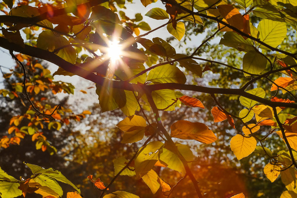 Podzimní pozadí přírody - Fotografie, Obrázek