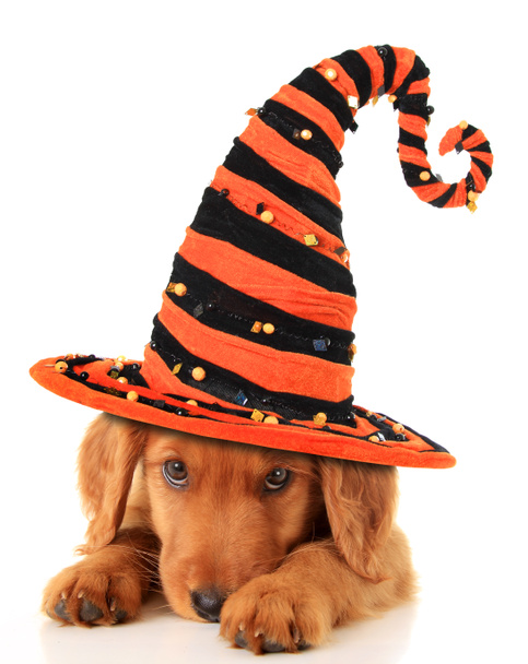 Halloween štěně - Fotografie, Obrázek