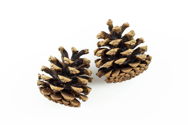 2 cones de pinheiro vista lateral sobre fundo branco
 - Foto, Imagem