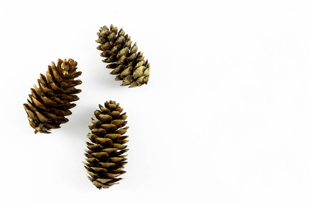 limber pine cones on white background - Photo, Image