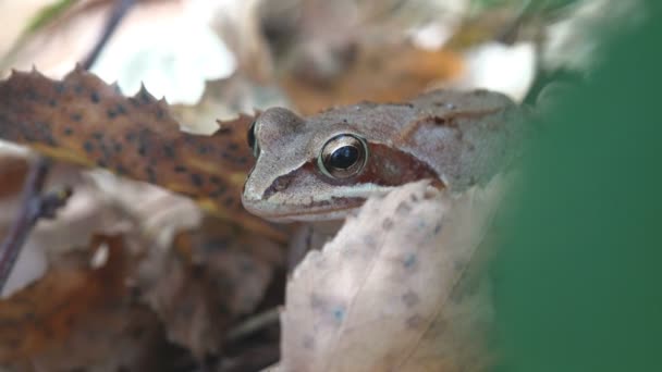 Portret European Common Brown Frog, Rana temporaria, Common Frog zit op geel blad in het herfstbos. Macro-natuur - Video