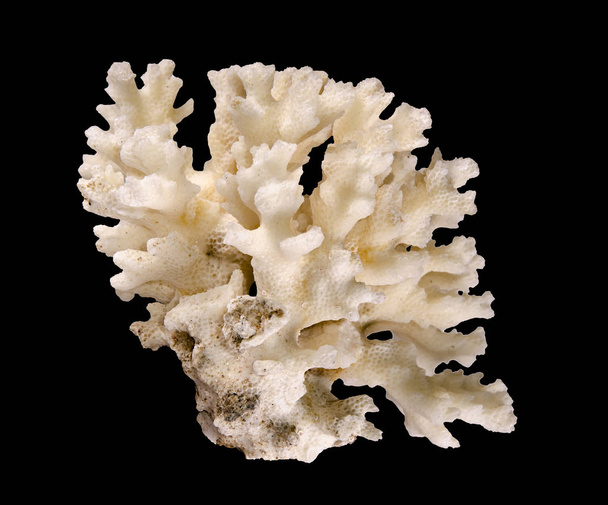 Koralowiec odizolowany na czarnym tle - Zdjęcie, obraz