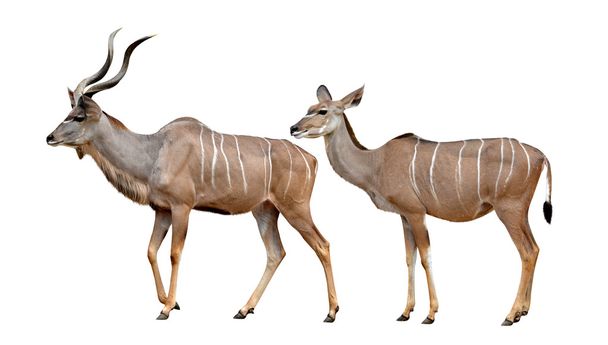 Großer Kudu - Foto, Bild