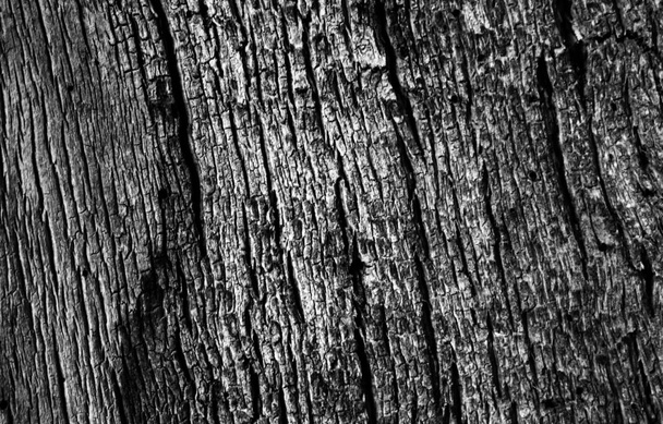 Рельеф текстуры дерева коры в контрастных черно-белых тонах с рисунком вертикальных борозд и трещины
 - Фото, изображение