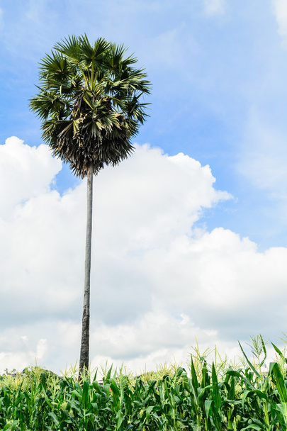 palmového cukru mezi kukuřičné pole - Fotografie, Obrázek