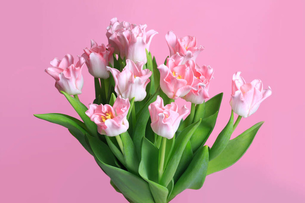 Bukiet delikatnych tulipanów izolowanych na różowym tle. - Zdjęcie, obraz
