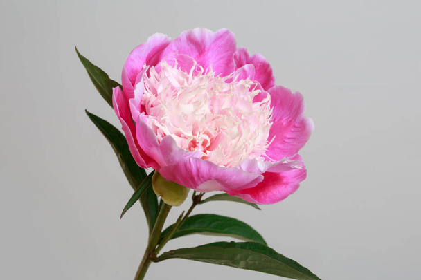 Peony flower of pink color with a light center isolated on a gray background. - Фото, изображение