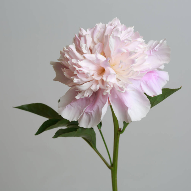 Tender pink peony flower isolated on gray background. - Foto, imagen