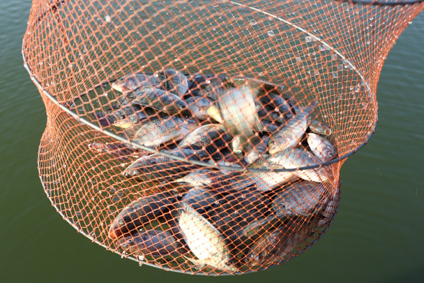 Peixes em saco de malha
 - Foto, Imagem