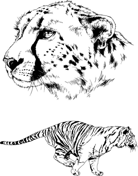 set of vector drawings on the theme of predators tigers are drawn by hand with ink tattoo logos - Vector, Image
