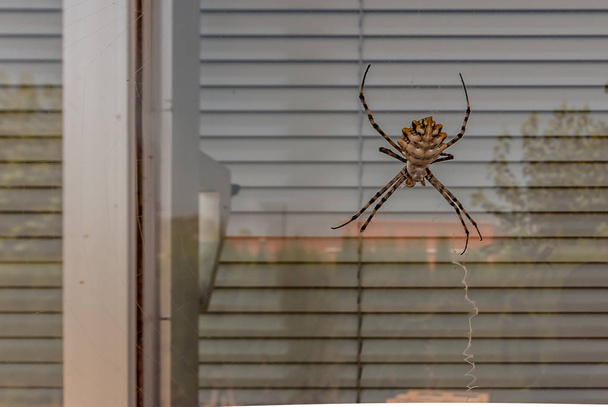 Araña macro suspendida en la ventana
 - Foto, Imagen