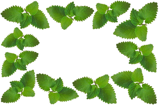 Fotorahmen aus Holz mit frischen grünen Minzblättern, Platz für Text auf weißem Hintergrund. Grußkarte Naturtapete - Foto, Bild
