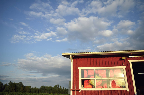 Strawberry red farm barn, blue cloudy sky, green trees at finnish countryside, summer sunny day, agricultural concept - Foto, imagen