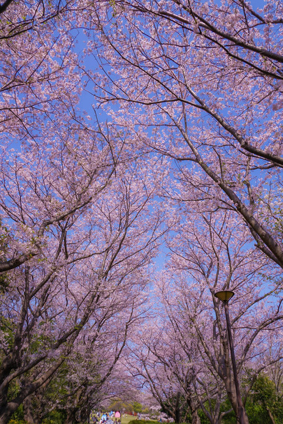 Pleine floraison de cerise Honmoku sommet Park (Yokohama
) - Photo, image