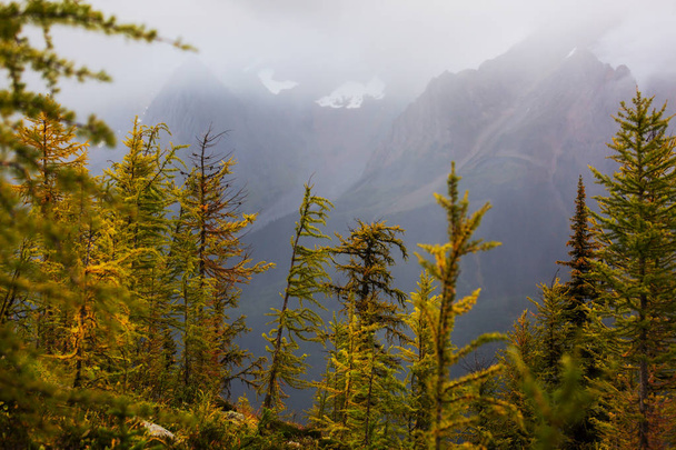 Прекрасные золотые лиственницы в горах, Канада. Осенний сезон
. - Фото, изображение